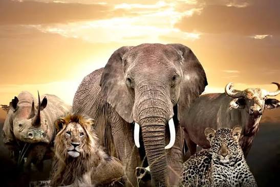 East African safari landscape